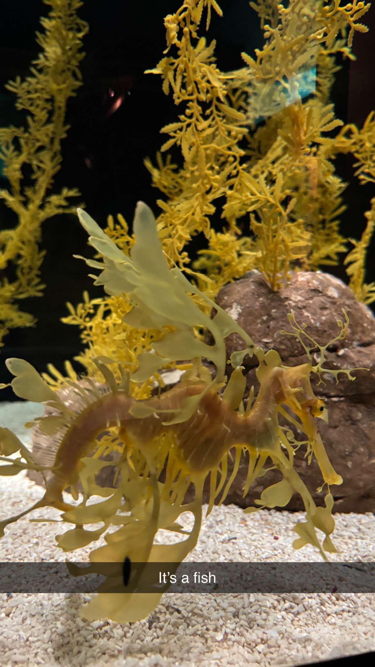 joell_perry snapchat image archive image