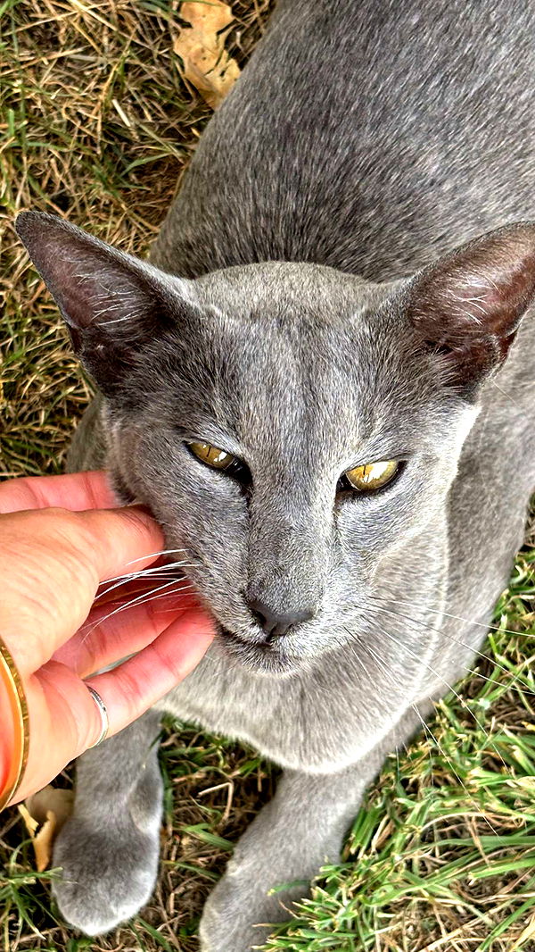 joell_perry image ~ Altpins