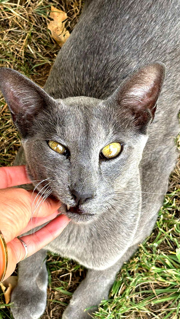 joell_perry image ~ Altpins