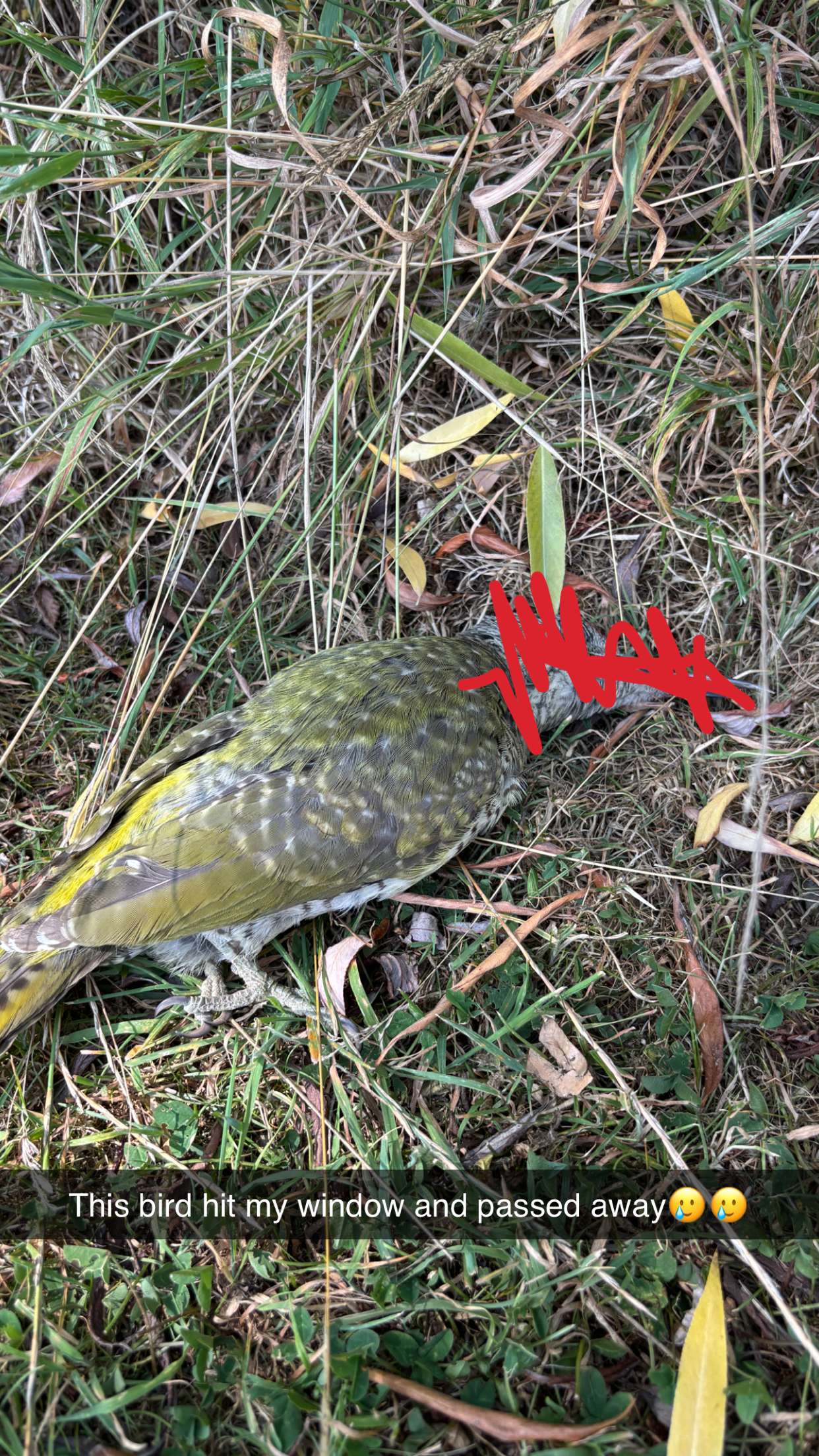 joell_perry snapchat image archive image