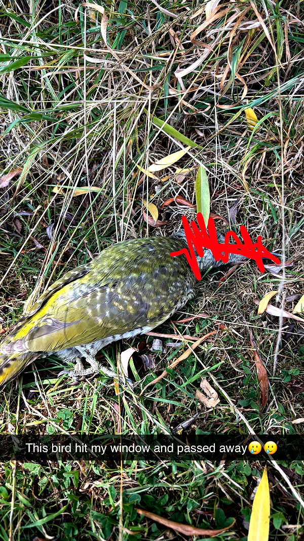 joell_perry image ~ Altpins