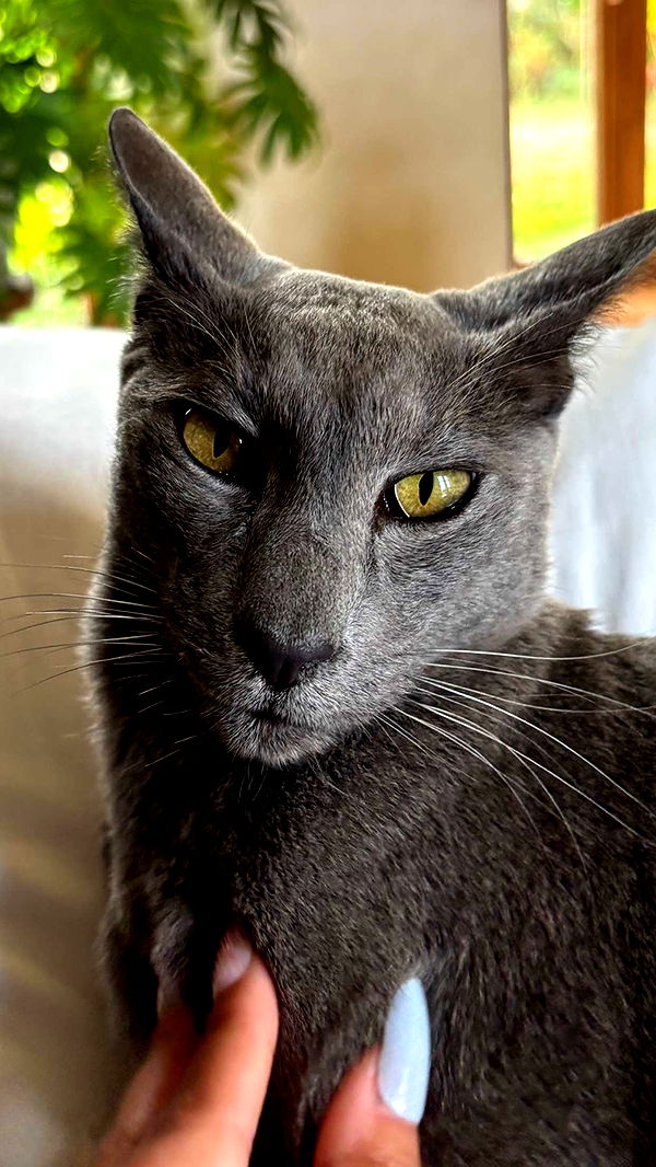 joell_perry image ~ Altpins