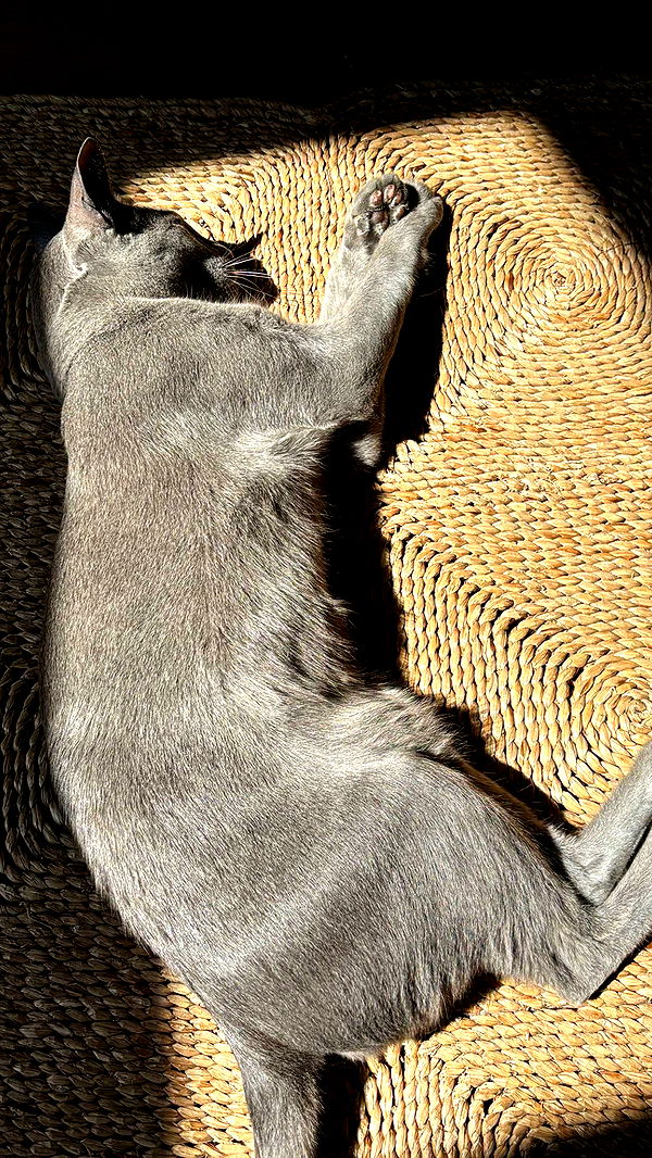 joell_perry image ~ Altpins