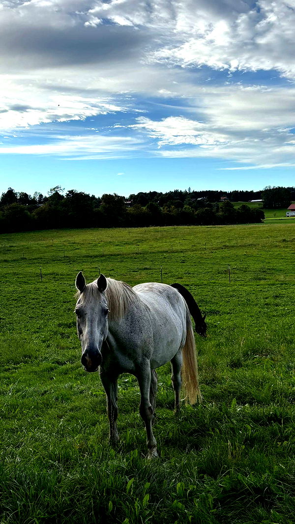 joell_perry image ~ Altpins