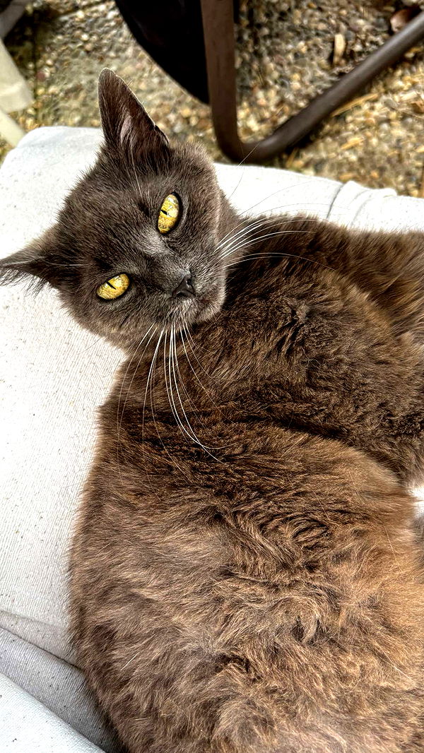 joell_perry image ~ Altpins