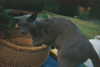 joell_perry Altpins Profile Picture