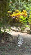 joell_perry Altpins Profile Picture