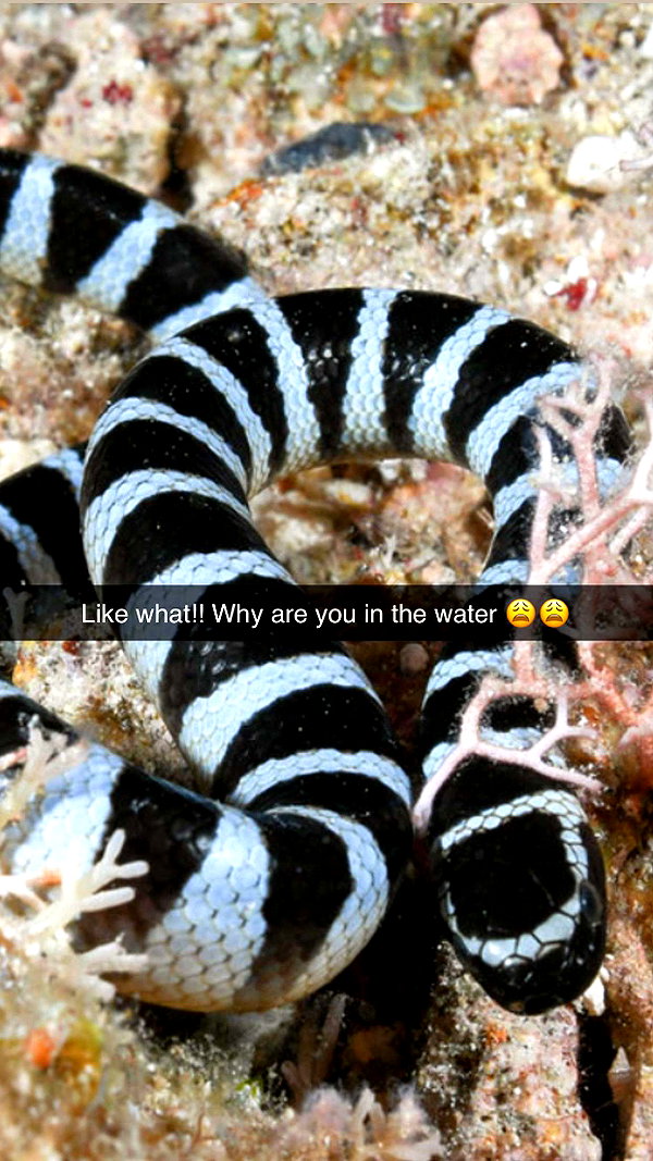 joell_perry snapchat image archive image