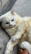joell_perry Altpins Profile Picture