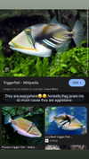 joell_perry Altpins Profile Picture
