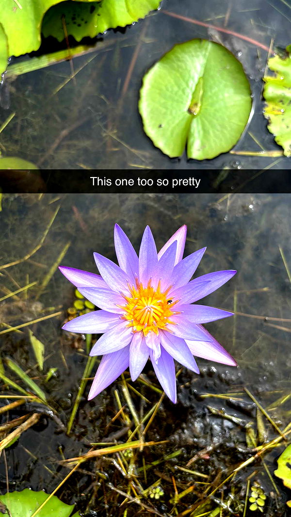 joell_perry image ~ Altpins