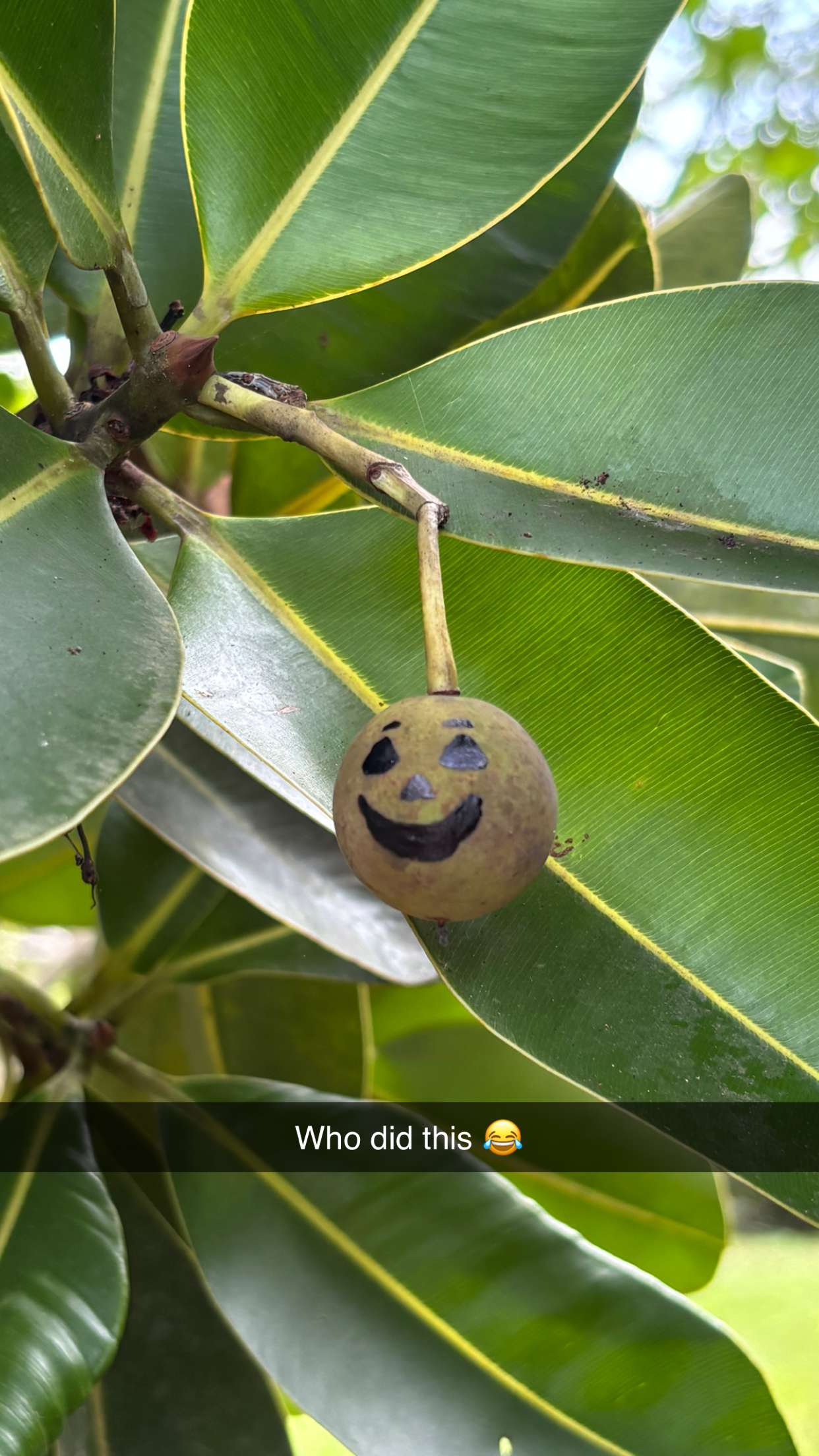 joell_perry snapchat image archive image