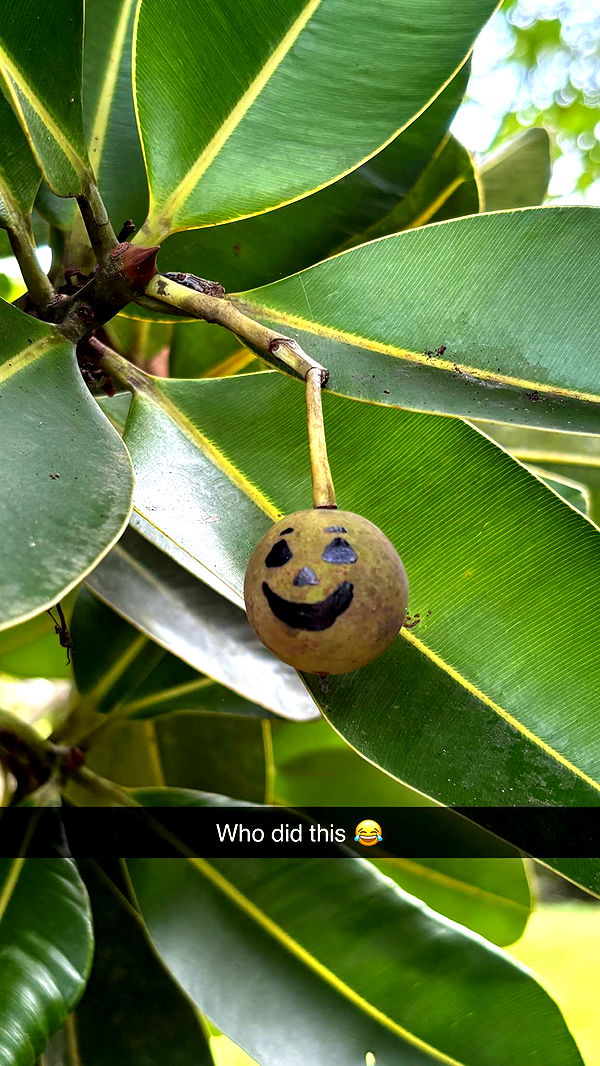 joell_perry image ~ Altpins