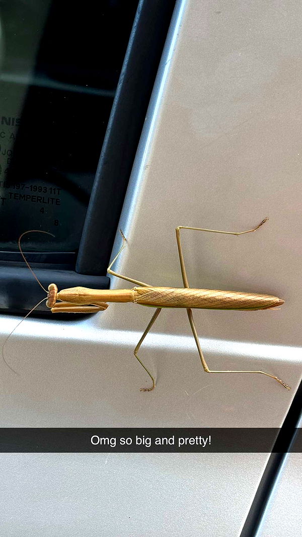 joell_perry image ~ Altpins