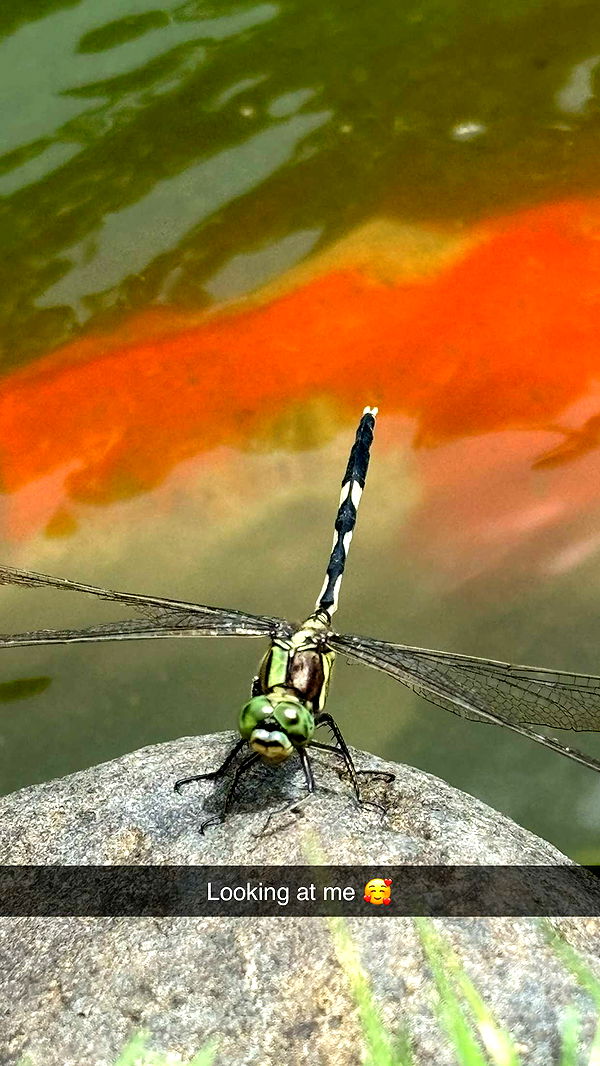 joell_perry image ~ Altpins