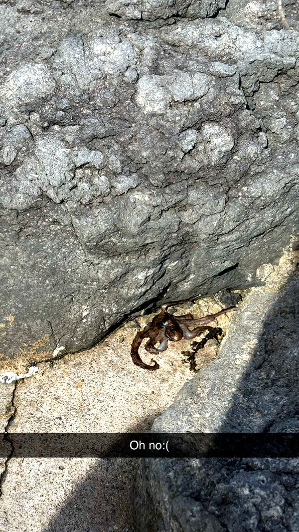 joell_perry image ~ Altpins