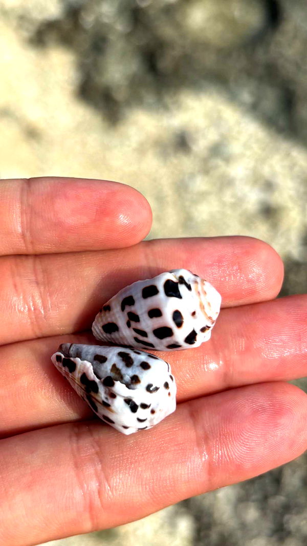 joell_perry image ~ Altpins