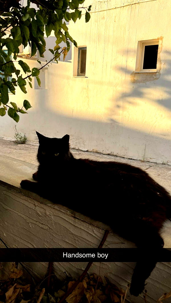 joell_perry image ~ Altpins