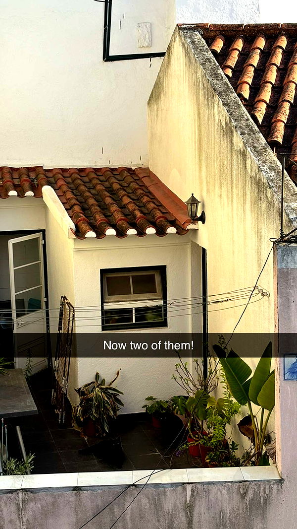 joell_perry image ~ Altpins