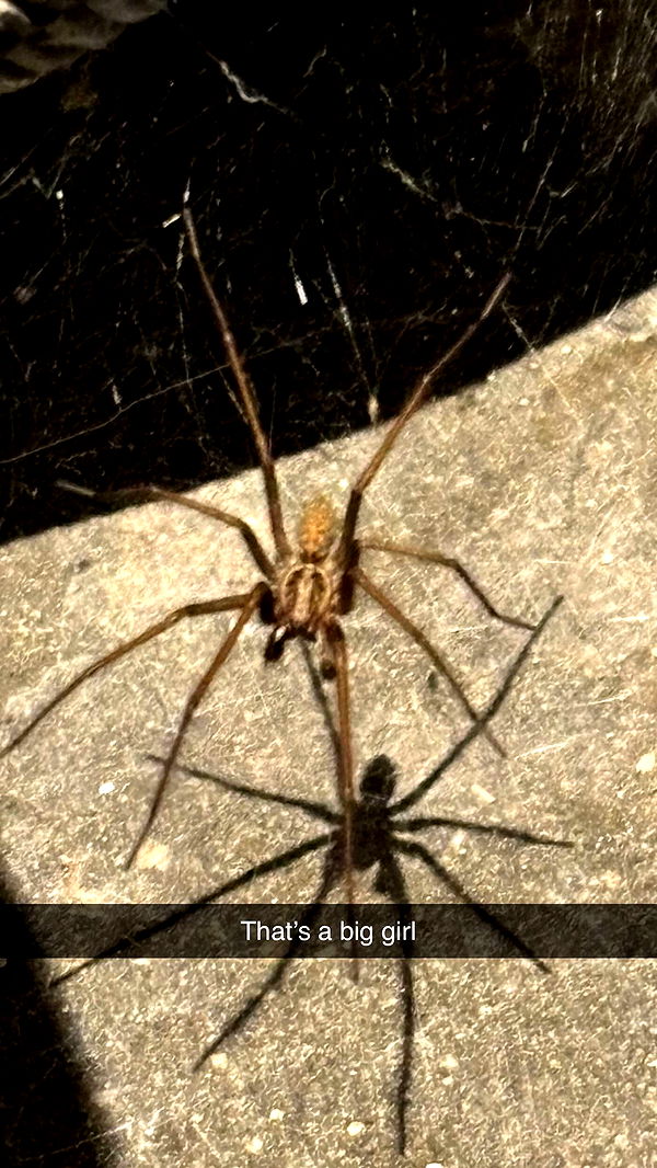 joell_perry image ~ Altpins