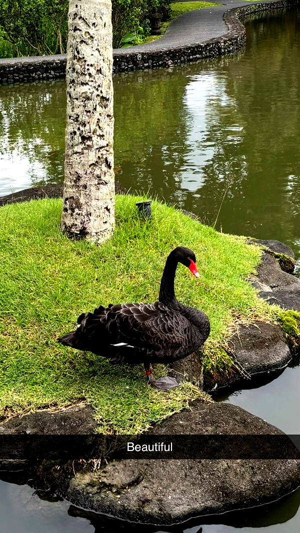 joell_perry image ~ Altpins