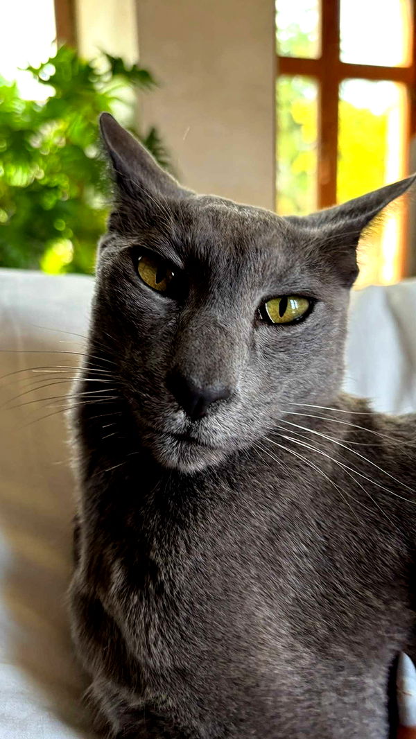 joell_perry image ~ Altpins