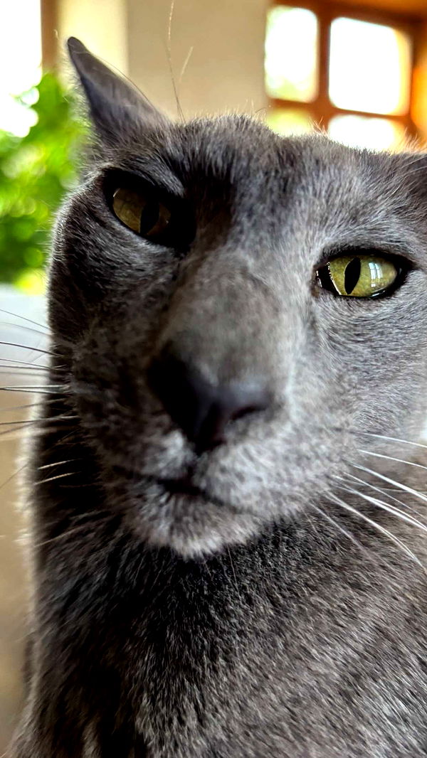 joell_perry image ~ Altpins