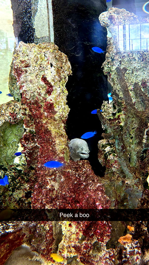 joell_perry image ~ Altpins