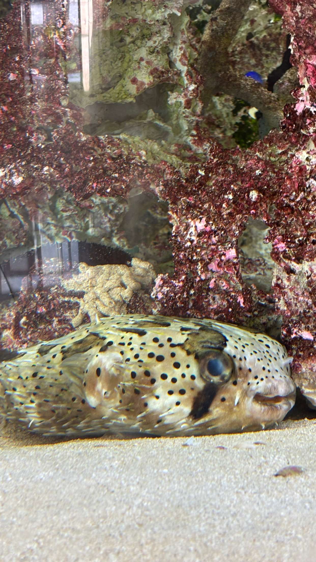 joell_perry snapchat image archive image