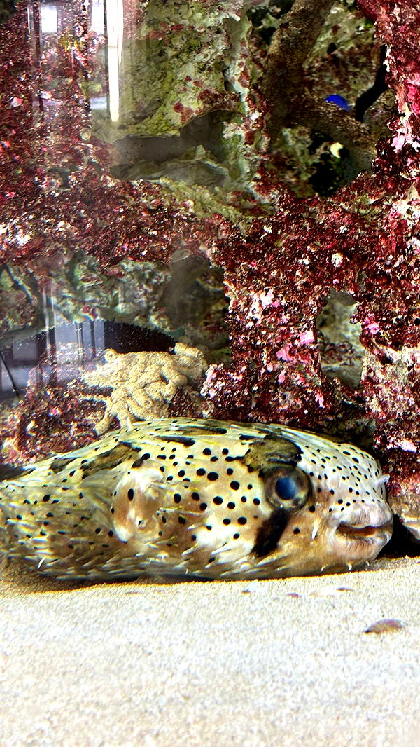 joell_perry image ~ Altpins