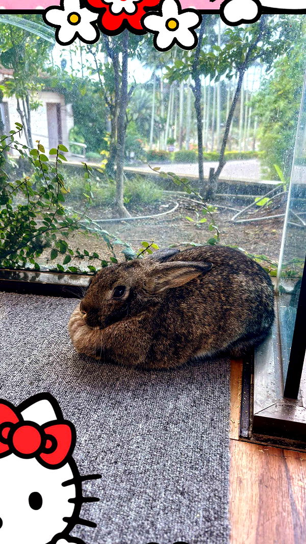 joell_perry image ~ Altpins