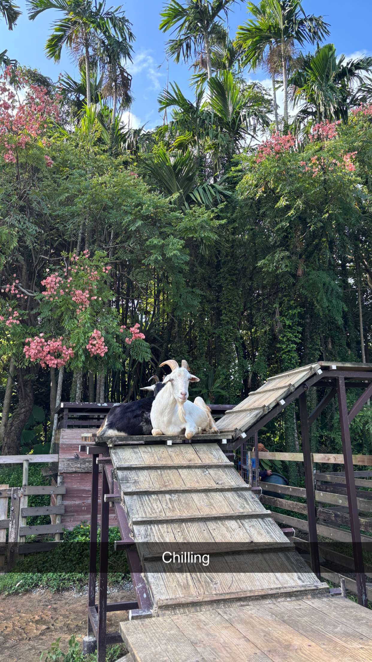 joell_perry snapchat image archive image