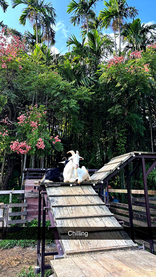 joell_perry image ~ Altpins