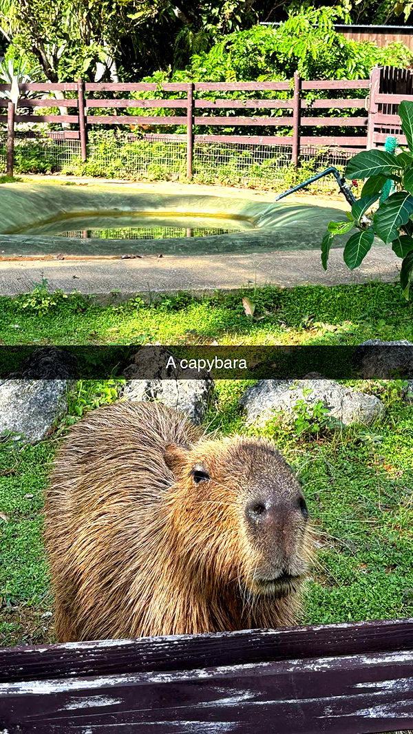 joell_perry image ~ Altpins