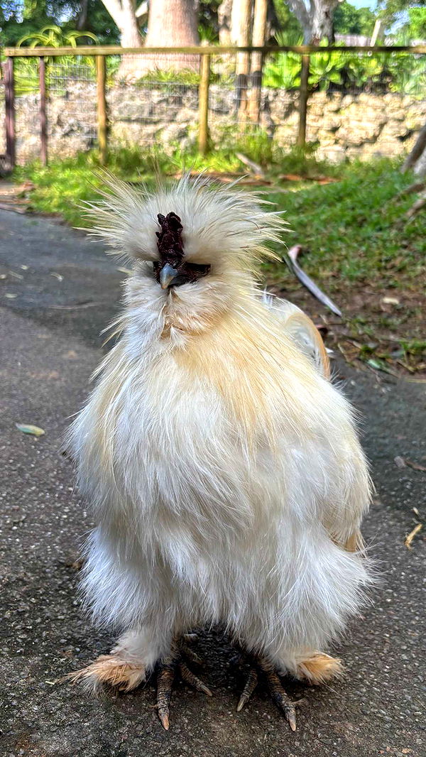 joell_perry image ~ Altpins