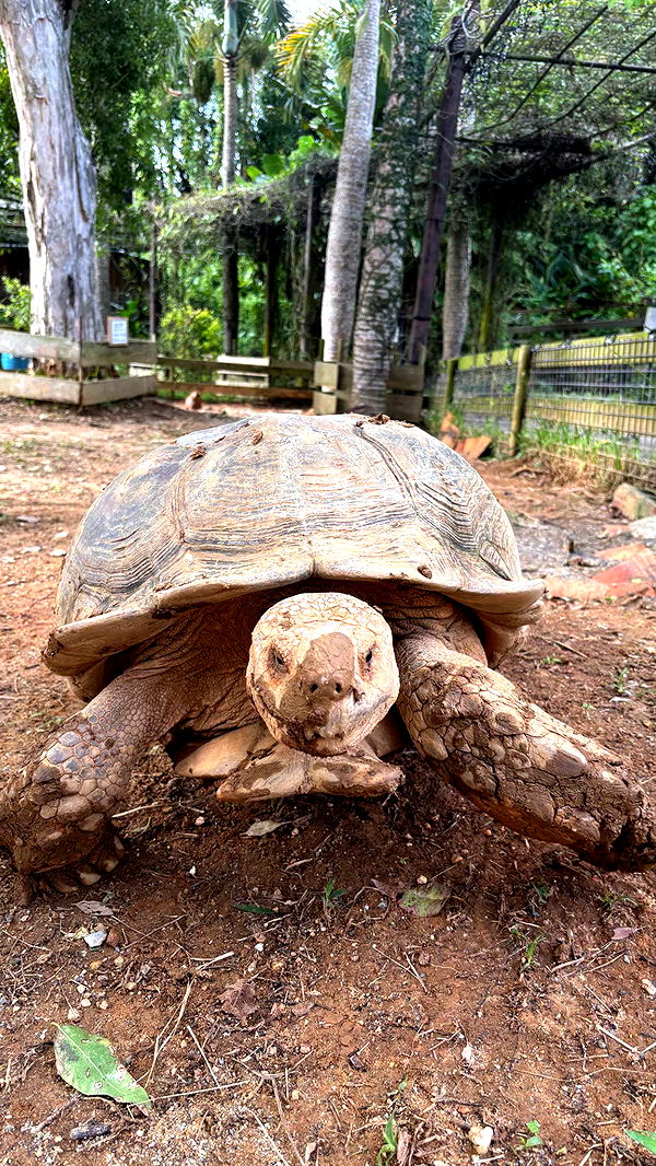 joell_perry image ~ Altpins