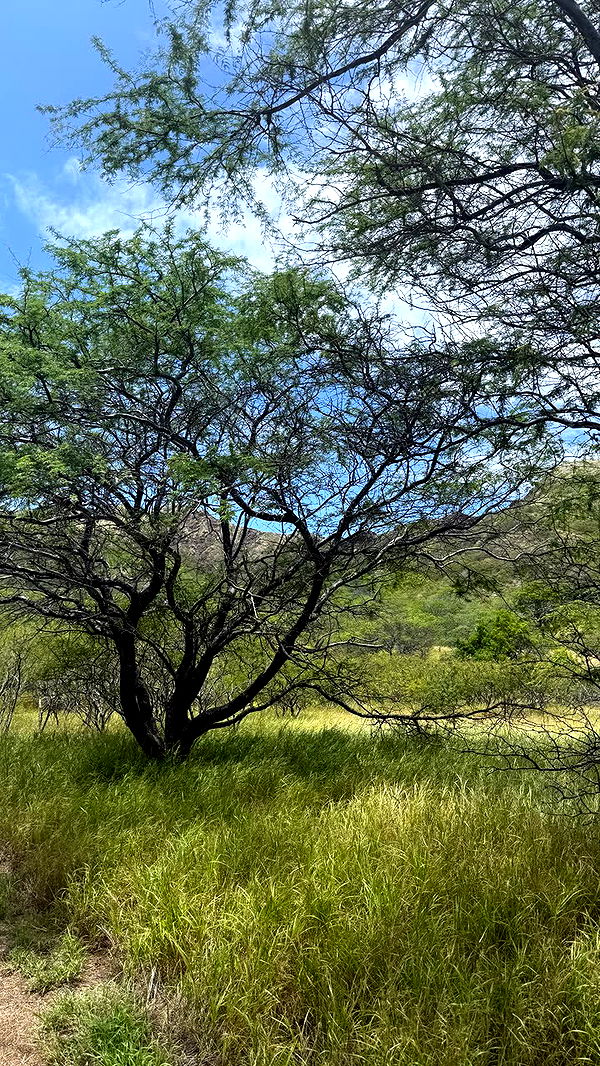 julia.filippo image ~ Altpins