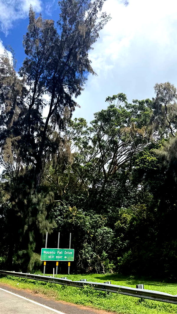 julia.filippo image ~ Altpins