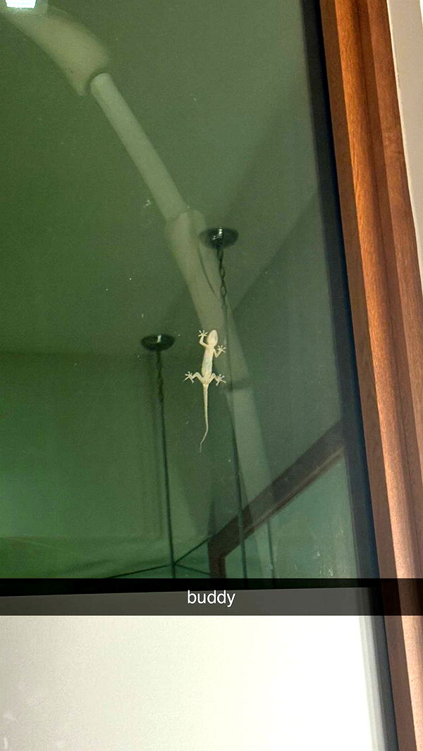 julia.filippo image ~ Altpins