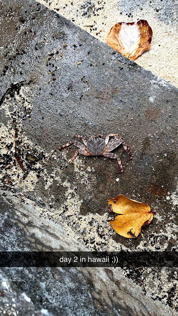 julia.filippo image ~ Altpins