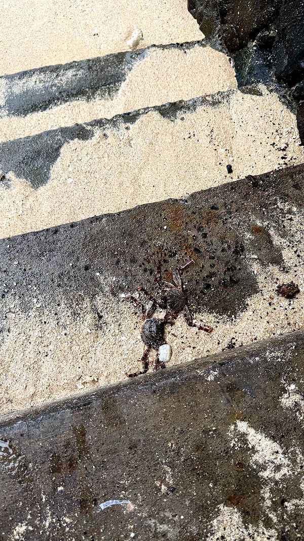 julia.filippo image ~ Altpins