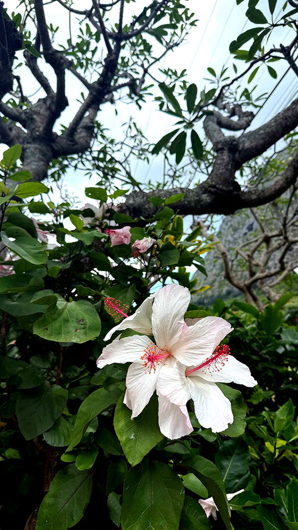 julia.filippo image ~ Altpins