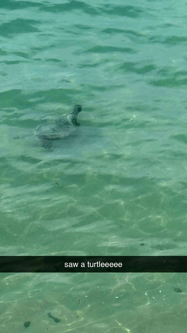 julia.filippo image ~ Altpins