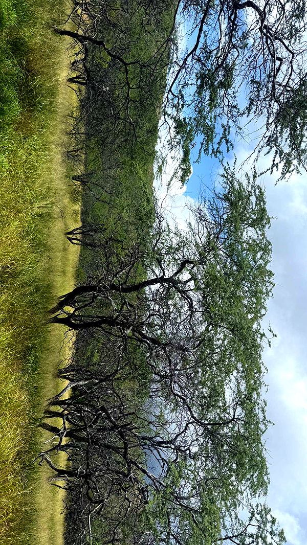 julia.filippo image ~ Altpins