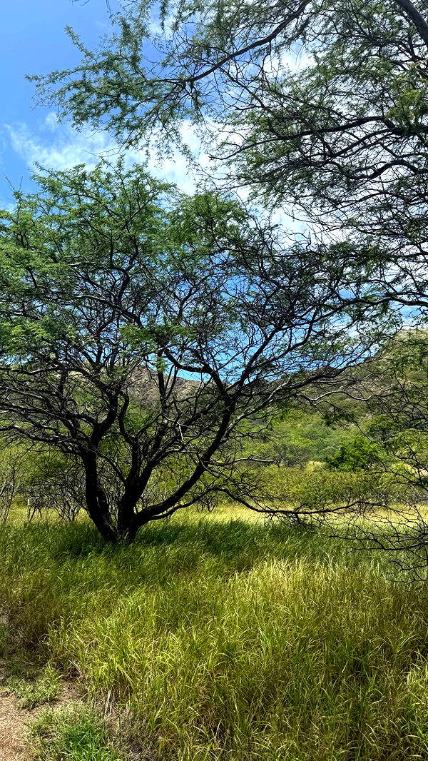 julia.filippo image ~ Altpins