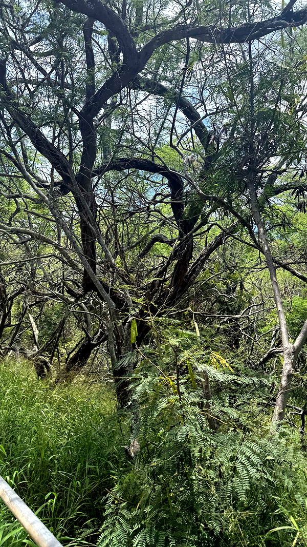 julia.filippo image ~ Altpins