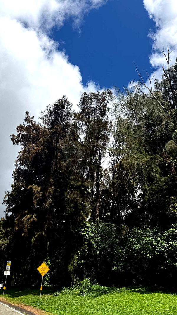 julia.filippo image ~ Altpins