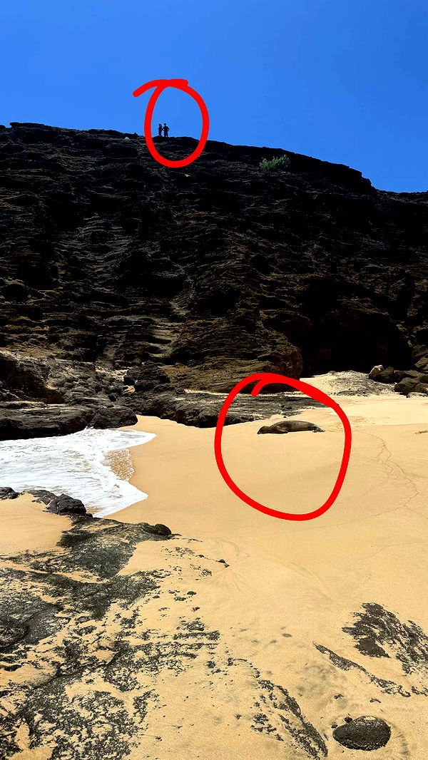 julia.filippo image ~ Altpins