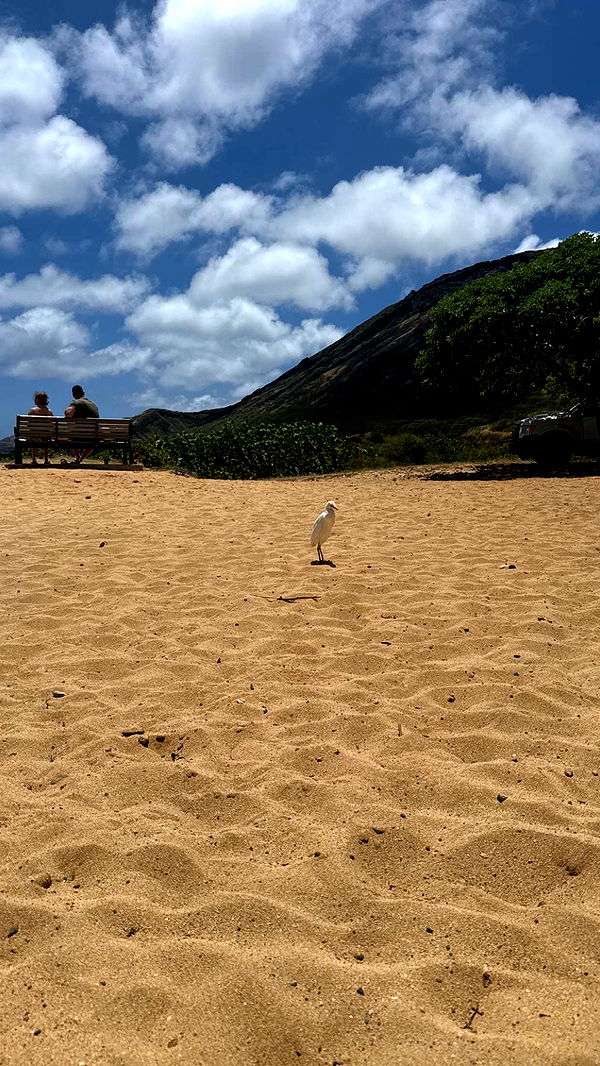 julia.filippo image ~ Altpins