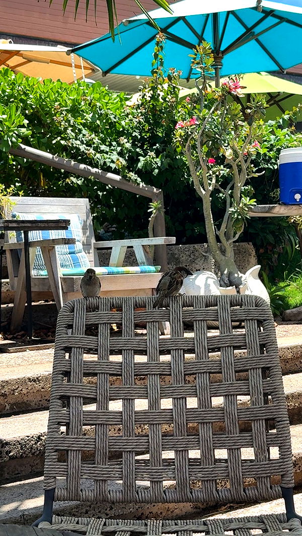 julia.filippo image ~ Altpins